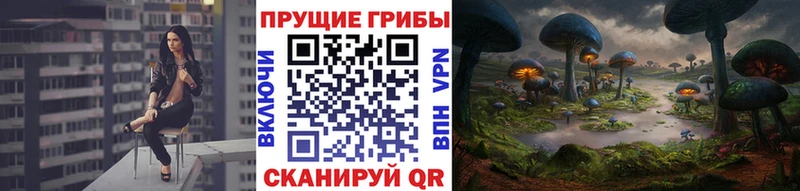 Псилоцибиновые грибы Psilocybine cubensis  Жирновск 
